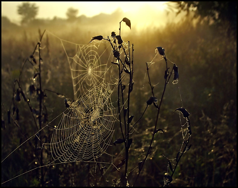 photo "Double web :)" tags: landscape, autumn