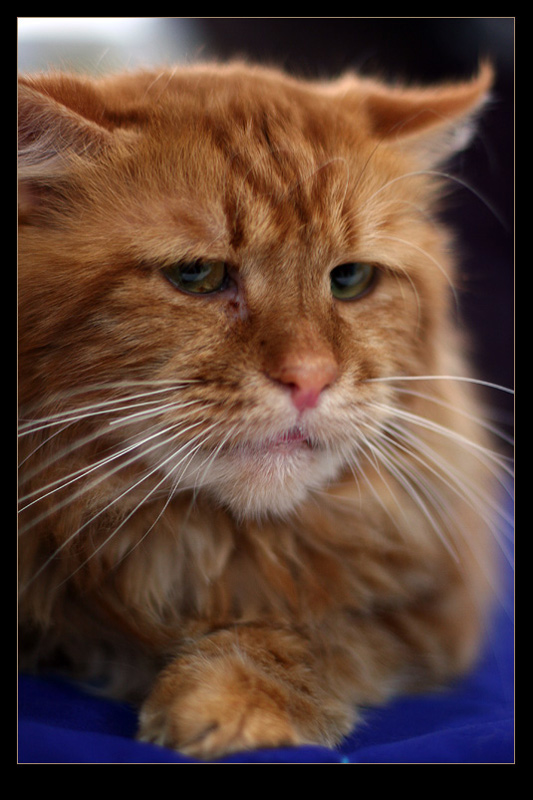 photo "exhibition of cats #3" tags: nature, portrait, pets/farm animals