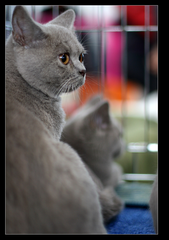 photo "exhibition of cats #8" tags: nature, portrait, pets/farm animals