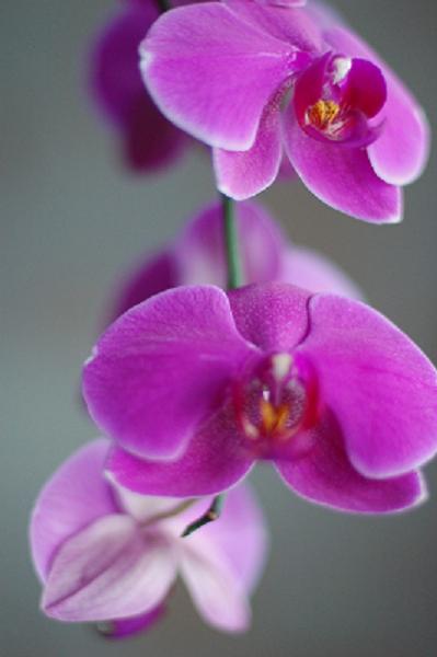 photo "***" tags: nature, still life, flowers