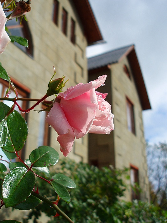 photo "***" tags: nature, architecture, landscape, flowers