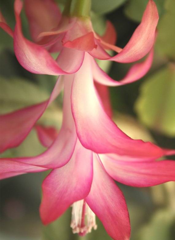 photo "Dancing queen" tags: macro and close-up, 
