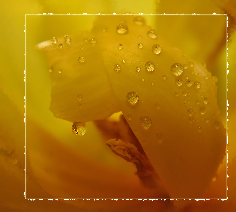 photo "Amber Teardrops" tags: nature, macro and close-up, flowers