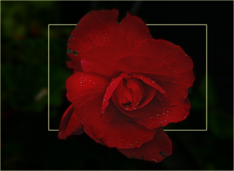 photo "Fiery Red" tags: nature, macro and close-up, flowers