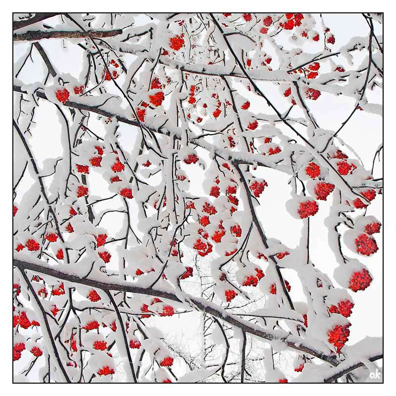 фото "Первый снег" метки: пейзаж, природа, зима, цветы