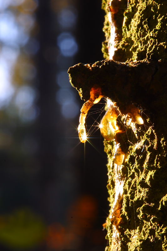 photo "***" tags: nature, 