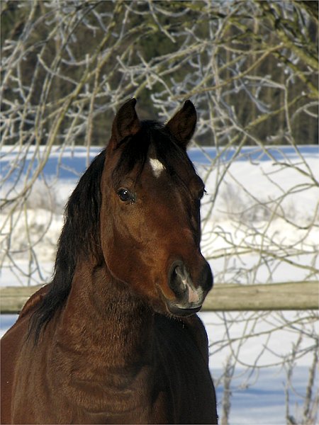 photo "Junetime's Elf Prince (again)" tags: nature, portrait, pets/farm animals