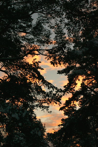 photo "***" tags: landscape, forest