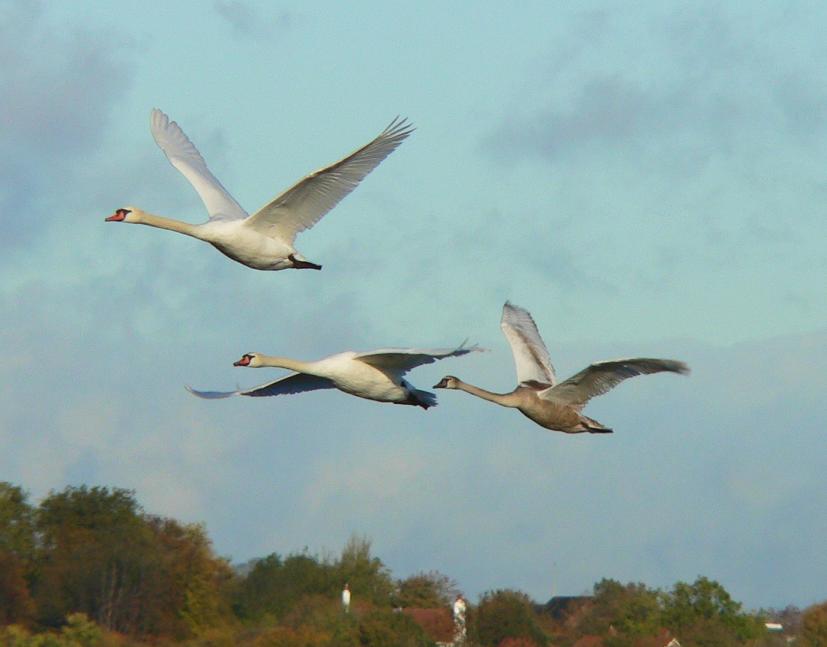 photo "Swans in flight...." tags: nature, wild animals
