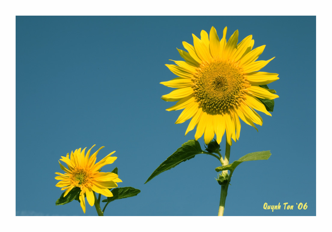 фото "Sunflowers" метки: природа, цветы