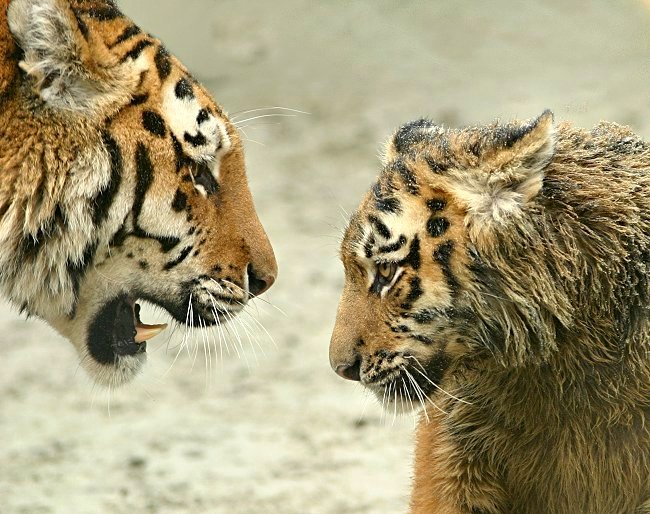 фото "OK mom" метки: юмор, 