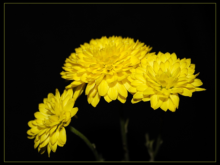 фото "желтые цветы" метки: макро и крупный план, природа, цветы