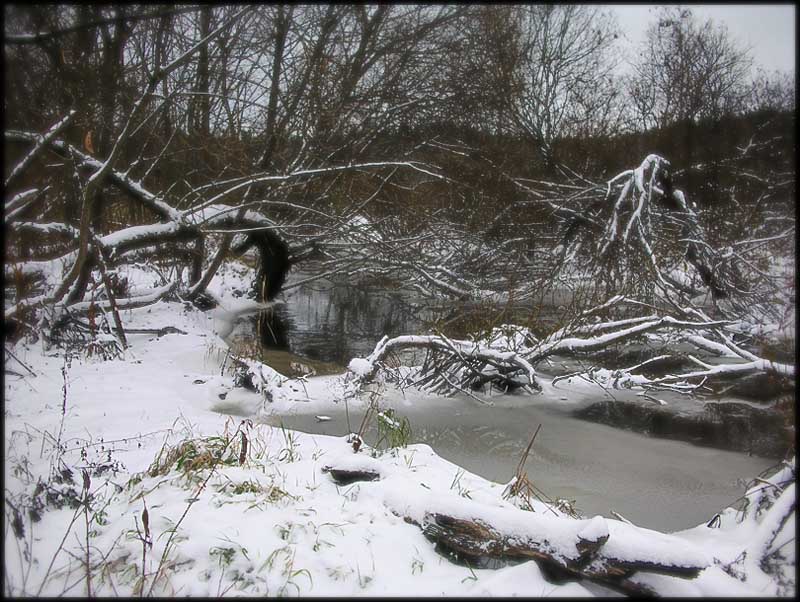 photo "Snow "jungle"" tags: landscape, autumn, winter