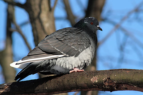 photo "Pigeon" tags: nature, portrait, wild animals