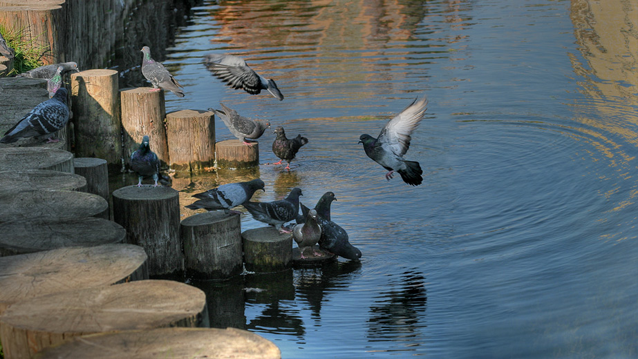 photo "On a watering place" tags: nature, 