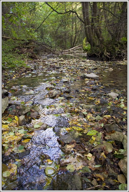 фото "лесная речка" метки: пейзаж, вода, лес
