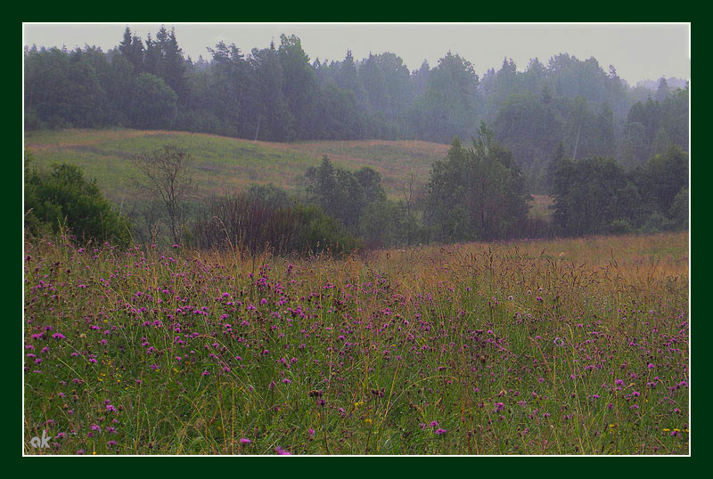 photo "Rain" tags: landscape, summer