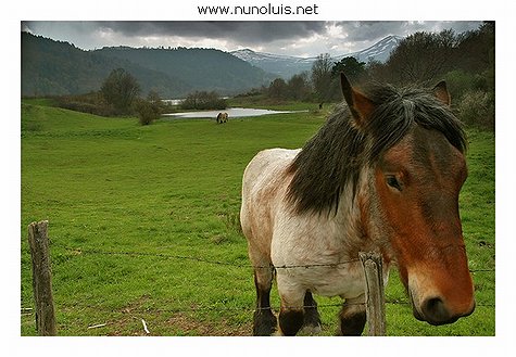 photo "***" tags: nature, wild animals