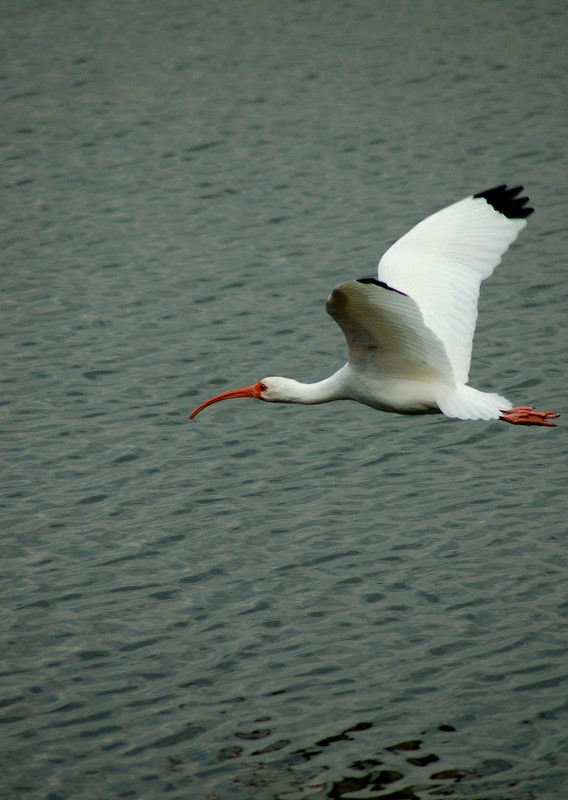 photo "***" tags: nature, wild animals