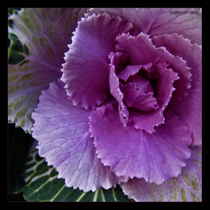 photo "*****" tags: nature, macro and close-up, flowers