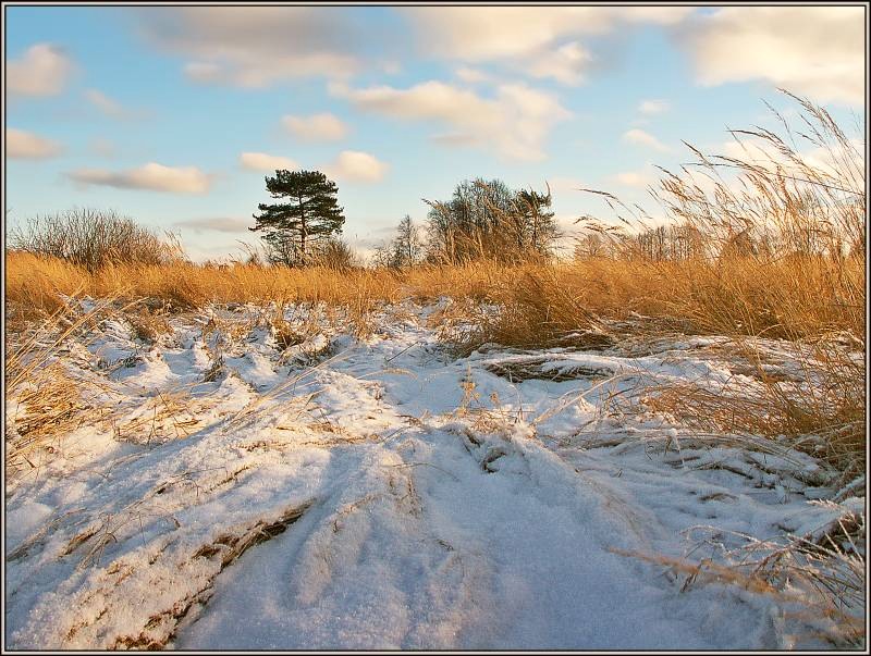 photo "Under weight of snow" tags: landscape, autumn