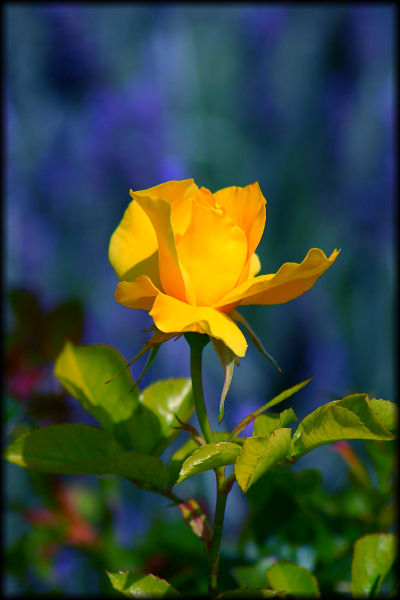 фото "Yellow Rose" метки: природа, цветы