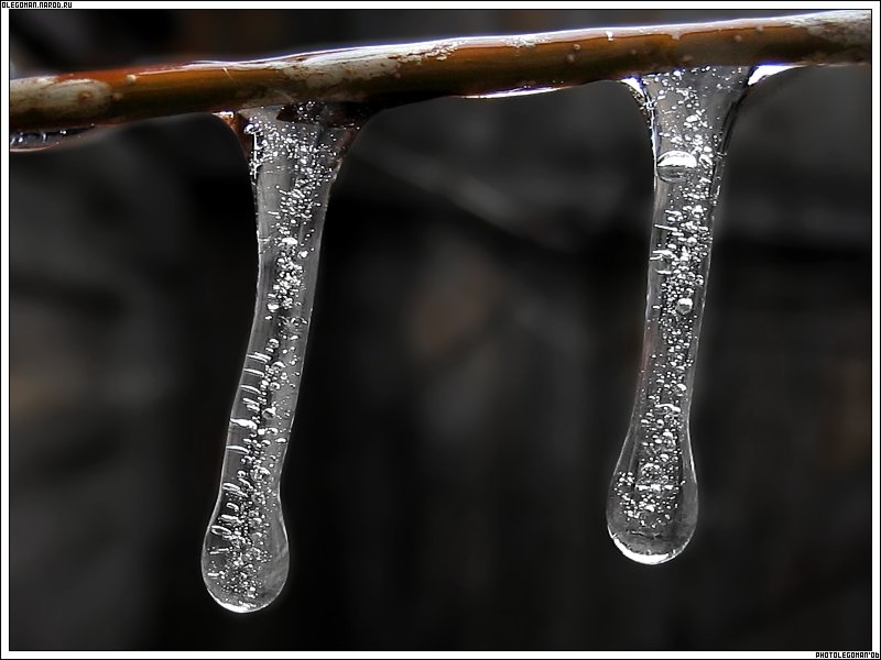 photo "Two Snotty icicleS" tags: nature, 