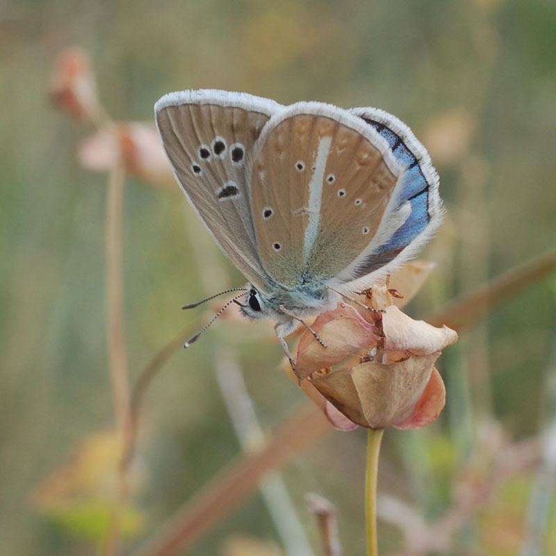 photo "Agrodiaetus ninnae" tags: macro and close-up, nature, insect