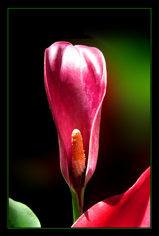 фото "Calla "Majestic Red"" метки: природа, цветы