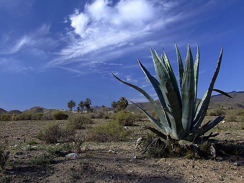 photo "Desert of Cabo de Gata" tags: landscape, forest, mountains