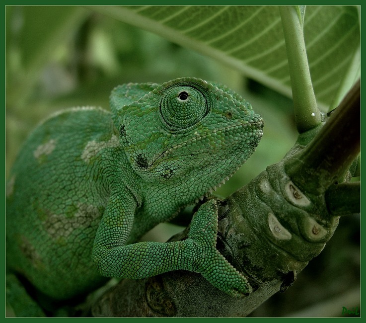 photo "Absolutely, as a cucumber..." tags: nature, wild animals