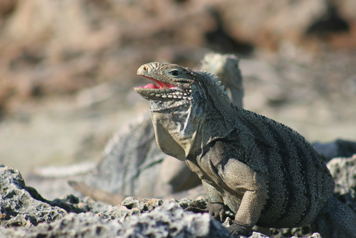 photo "reptile... La isla de las Iguanas... Cuba..." tags: travel, nature, wild animals