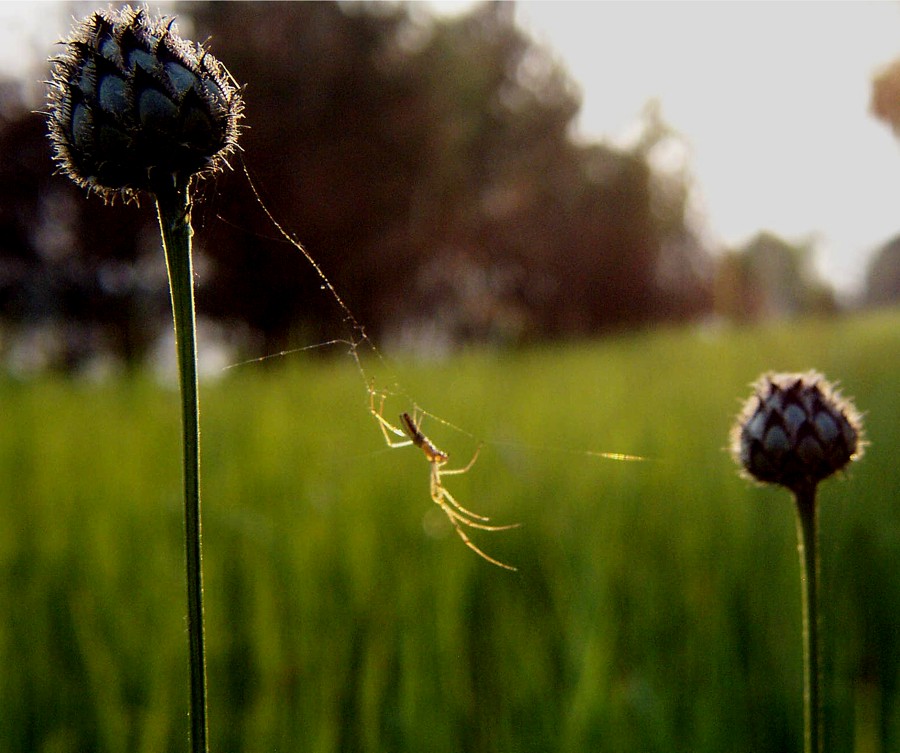 photo "Rope walker" tags: nature, insect