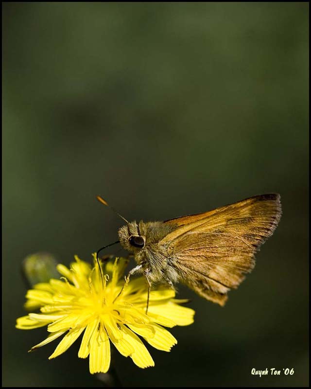 photo "Butterfly" tags: nature, macro and close-up, insect