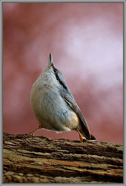 photo "Pride! 2" tags: nature, wild animals