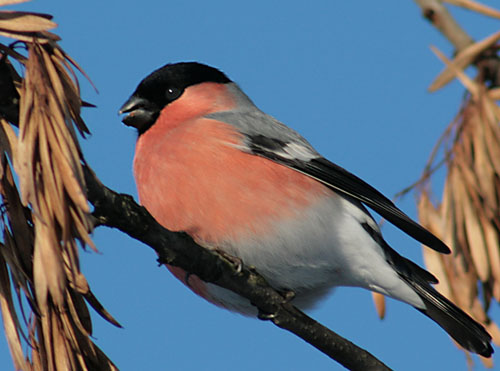 photo "Bullfinch" tags: nature, portrait, wild animals