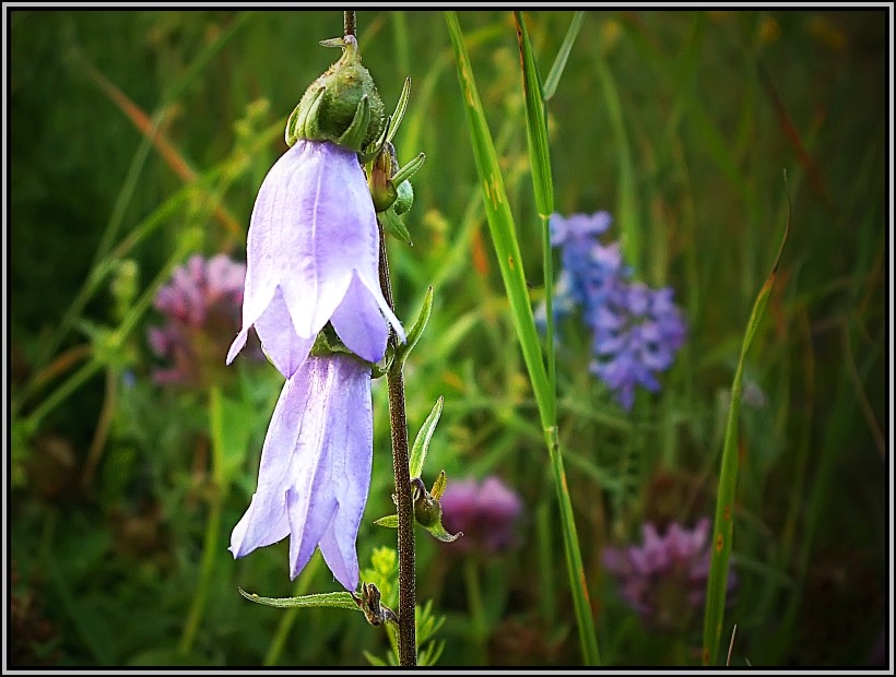 photo "With dream about summer :)" tags: macro and close-up, nature, flowers