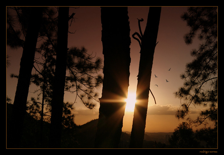 photo "flying home IV" tags: landscape, sunset