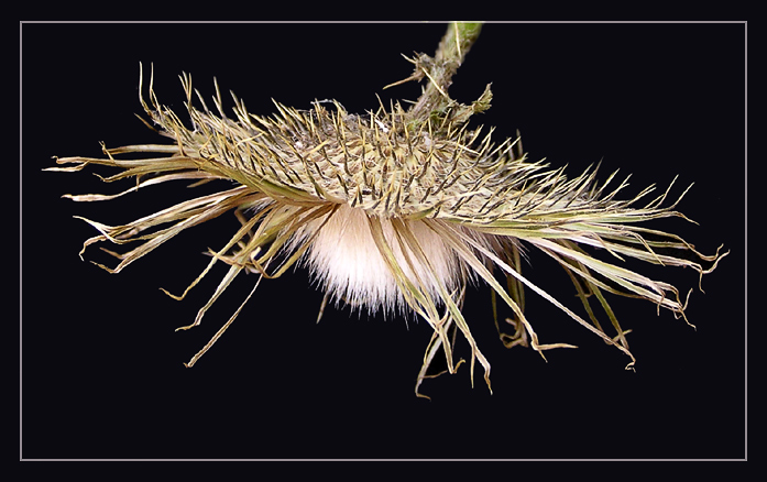 photo "Lamp shade" tags: nature, macro and close-up, flowers