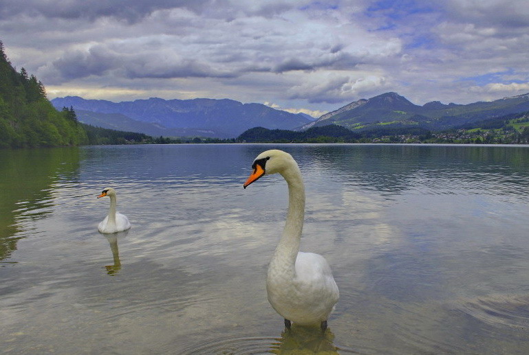 photo "***" tags: nature, landscape, wild animals
