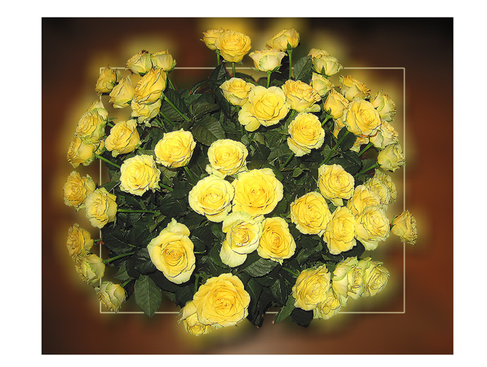 фото "60 роз для мамы" метки: природа, цветы