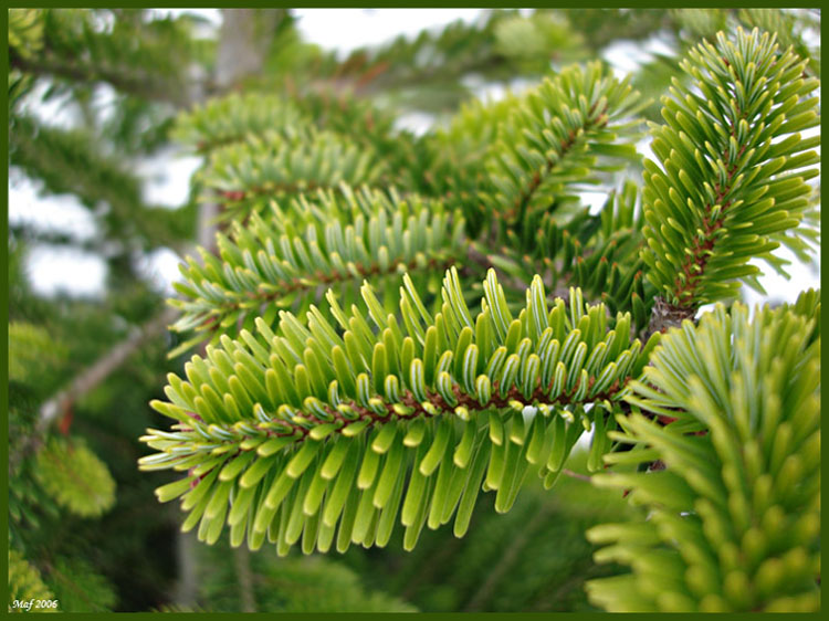 photo "Green" tags: nature, macro and close-up, flowers