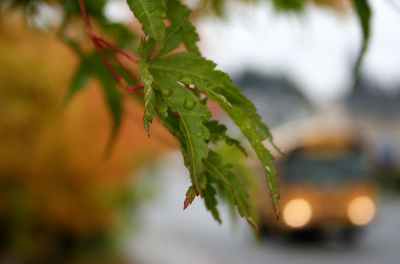 фото "yellow drops" метки: путешествия, природа, Северная Америка, цветы