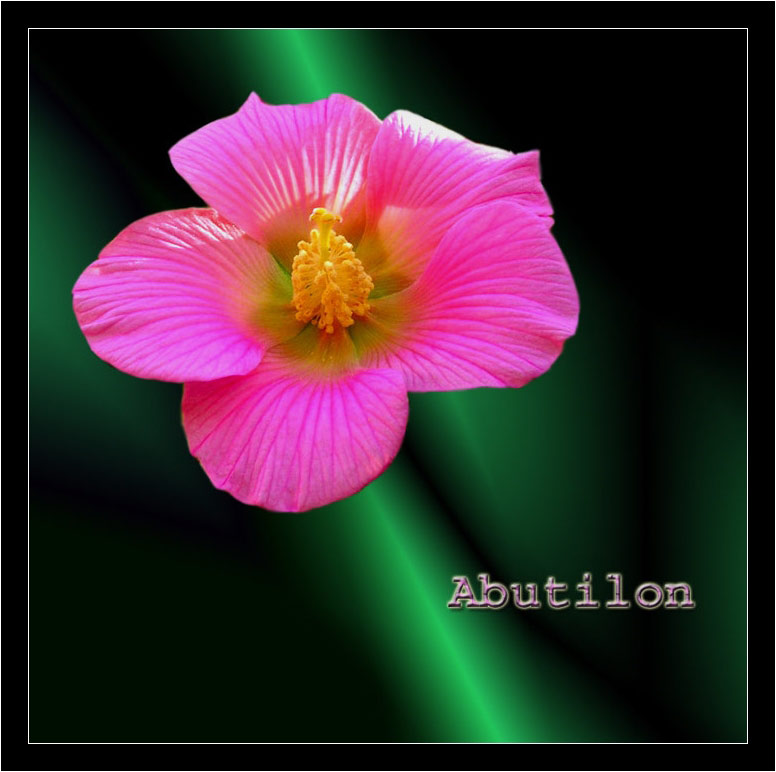фото "Абутилон" метки: природа, цветы