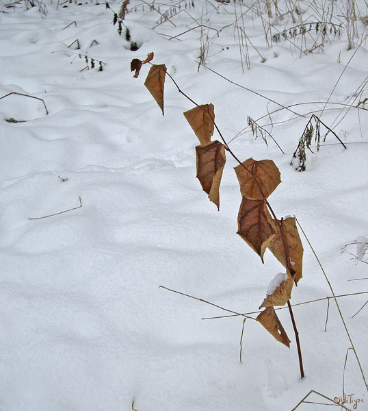 photo "To fall down it would not be desirable..." tags: landscape, winter