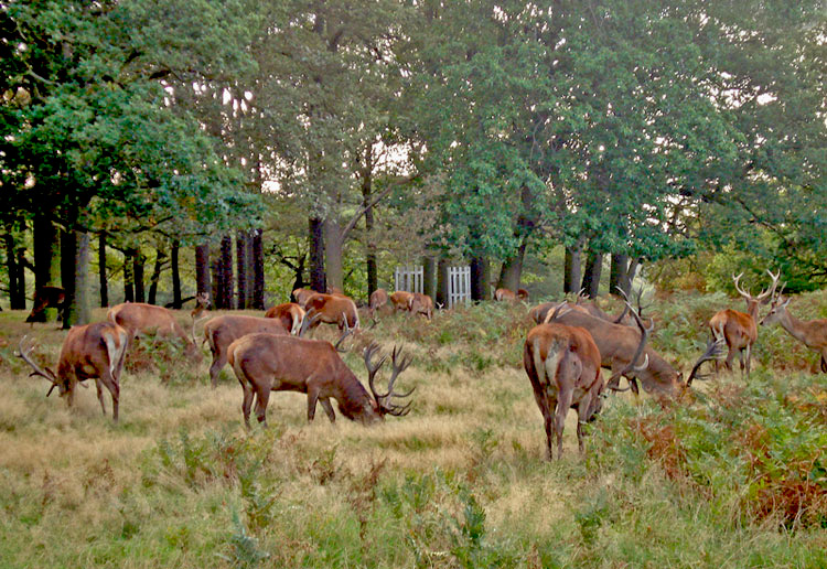 photo "Deer in the forest" tags: travel, Europe