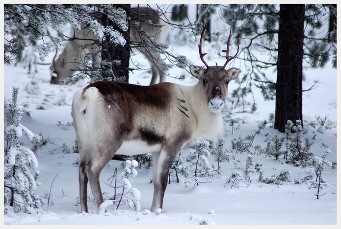 photo "Wild reindeer" tags: landscape, nature, wild animals, winter