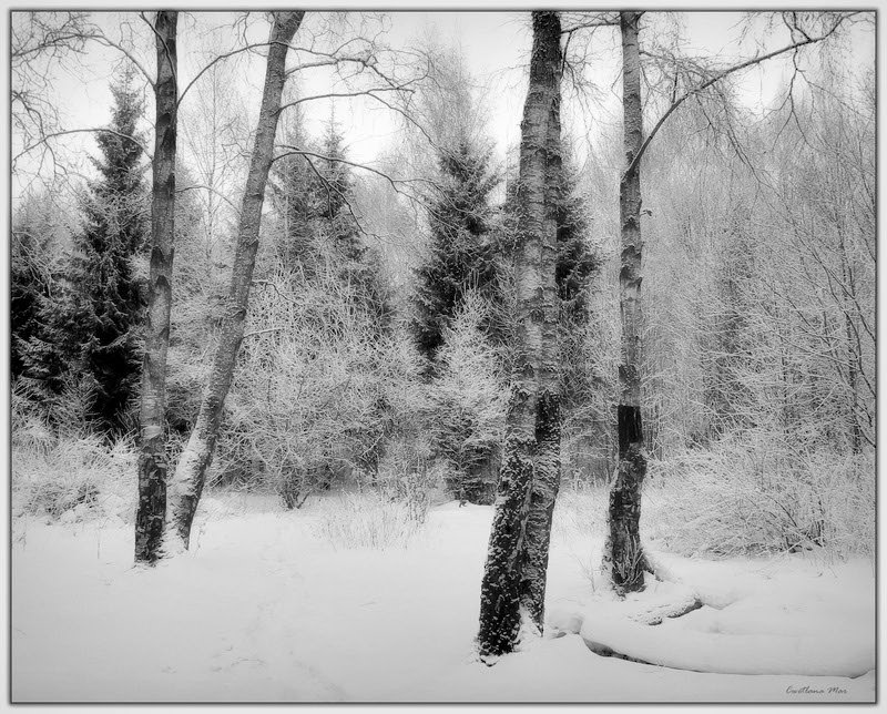 фото "Зимний сон" метки: пейзаж, зима