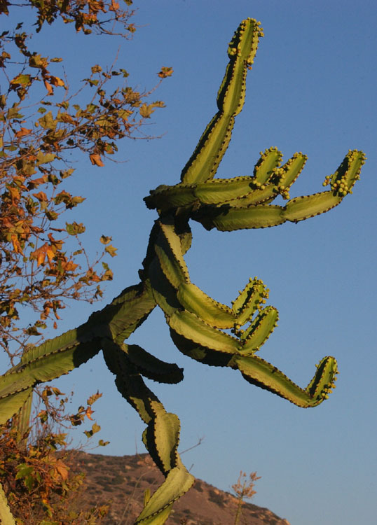 photo "Curly Cactus" tags: nature, flowers