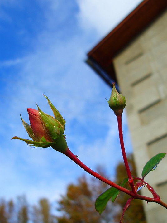 photo "***" tags: nature, macro and close-up, flowers